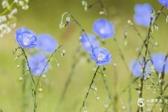 77年蛇财运最旺的几年:猴年、鸡年、牛年