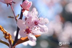 01年蛇女最忌三个属相:属虎、属猴、属猪