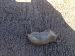 梦见死老鼠