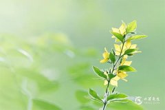 小满如何养生：顺节气守平衡四法
