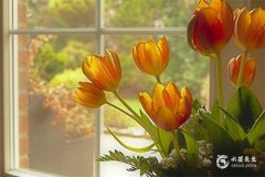 大门靠西南方好不好：风水学中的西南方位解析