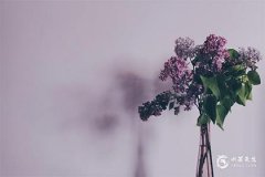 办公室一般放什么植物风水好