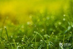 办公桌上放什么植物风水好