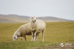 79年羊财运最旺的几年：鼠年、马年、蛇年