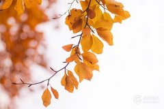 大门朝东：青龙白虎方位对运势的影响