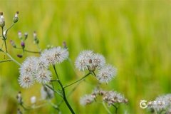 大门挂八卦镜好处及家居风水改善指南