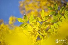 属狗2024年犯太岁吗？2024年生肖狗佩戴什么好化解犯太岁？