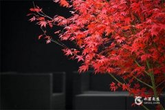 男人后背长痣相图解