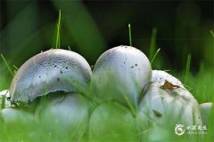 辛未日最佳出生时辰，辛未日几点出生好