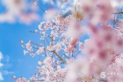 75年属兔戴什么招财？这几种植物带来好运和财富！