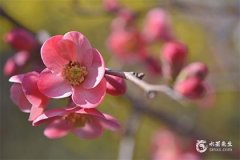 办公桌上摆放什么植物风水好