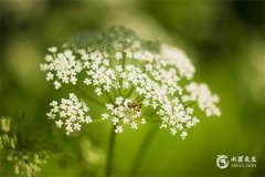 八七年属什么生肖：火兔年的特质与最佳配对