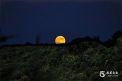 塔罗牌月亮逆位事业什么意思？塔罗牌月亮逆位爱情里预示什么？