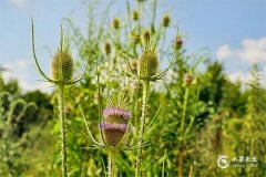 和金牛座女生聊天技巧，让你轻松打开话匣子
