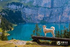 今年属狗的犯太岁吗2025？属狗2025年穿什么颜色最旺？