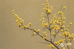 绿萝最忌三种属相