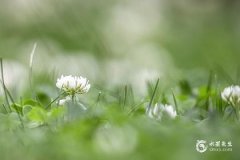 办公室最旺三种绿植：一帆风顺、君子兰、虎皮兰