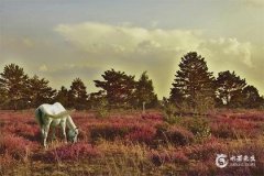 2025年犯太岁的五大生肖分别是虎、蛇、猴、猪、马