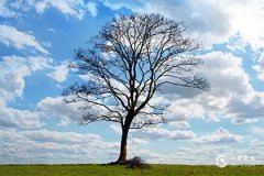 2025属牛的大忌颜色，2025属牛的佩戴什么最旺财