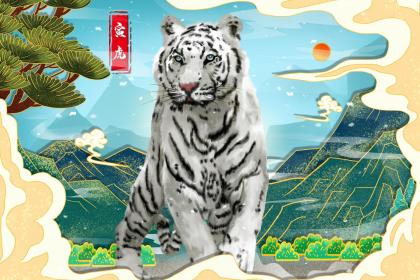 属虎的宝宝命好不好？几